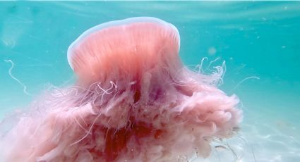 Avistan medusa gigante rosa en playa de Texas; es tan voraz que come ejemplares de su propia especie