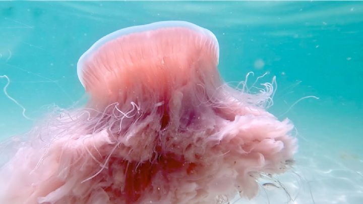 Avistan medusa gigante rosa en playa de Texas; es tan voraz que come ejemplares de su propia especie