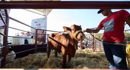 Feria Tamaulipas 2025 impulsa desarrollo rural; Subasta de ganado beneficia programas del DIF