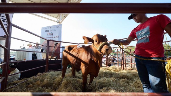 Feria Tamaulipas 2025 impulsa desarrollo rural; Subasta de ganado beneficia programas del DIF