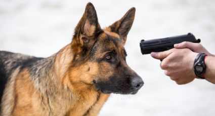 Hombre asesina a balazos a un perro en Laredo; afirma haber escuchado ruidos afuera de su casa