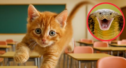 Texas: denuncian a maestra por alimentar a serpiente en salón de clases; le dio un gatito vivo