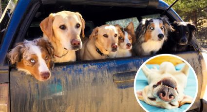 Esta es la raza de perros considerada como 'la más floja' de todas; duerme hasta 14 horas al día