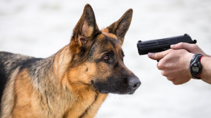 Hombre asesina a balazos a un perro en Laredo; afirma haber escuchado ruidos afuera de su casa