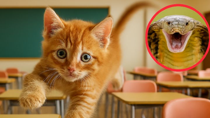 Texas: denuncian a maestra por alimentar a serpiente en salón de clases; le dio un gatito vivo