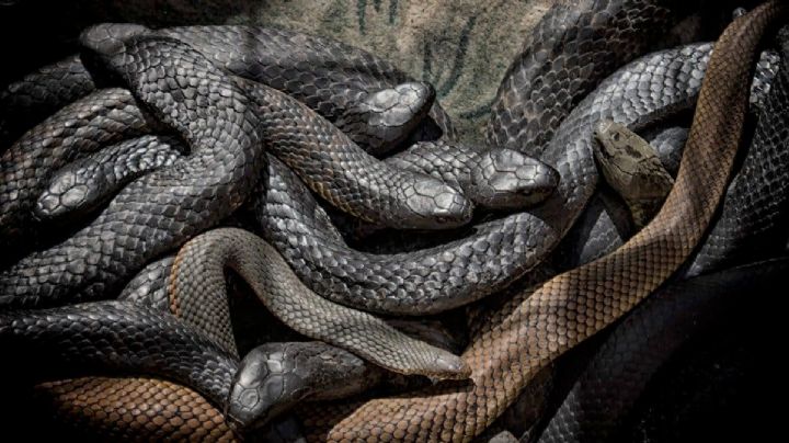 Mujer cae a un pozo lleno de serpientes durante 54 horas... y vivió para contarlo