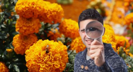 Día de Muertos 2025: ¿cómo diferenciar el cempasúchil mexicano del chino?