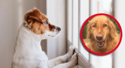 ¿Por qué los perros lloran cuando los dejan solos?; esta es la solución para ayudarlos a dejar de hacerlo