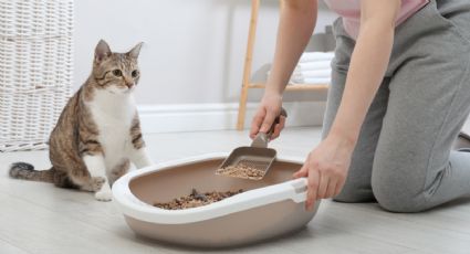 La mejor arena para gatos con control de olores; opciones efectivas para un hogar libre de mal aroma