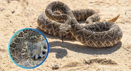 Serpiente peligrosa en Matamoros: víbora de cascabel diamante occidental aparece en zona natural protegida