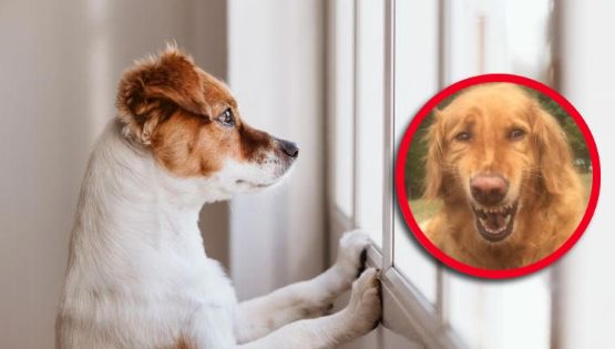 ¿Por qué los perros lloran cuando los dejan solos?; esta es la solución para ayudarlos a dejar de hacerlo