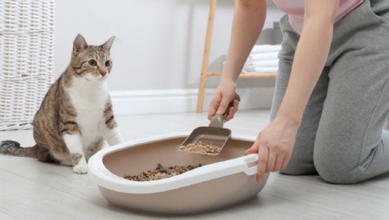 La mejor arena para gatos con control de olores; opciones efectivas para un hogar libre de mal aroma