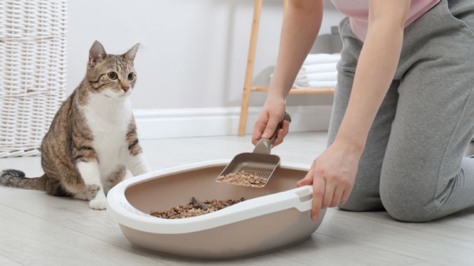 La mejor arena para tu gato.
