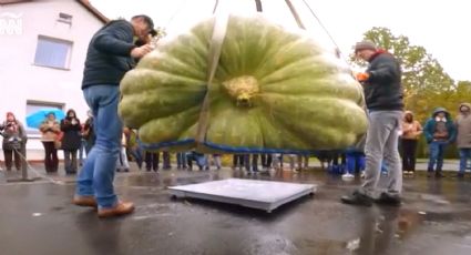 Calabaza 'Klementyna' asombra al mundo con su tamaño monumental, pesó más de media tonelada