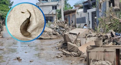 Captan gusanos cola de rata en calles inundadas de Poza Rica; podrían causar enfermedades | VIDEO