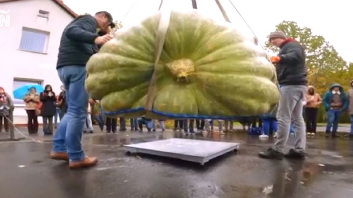 Calabaza 'Klementyna' asombra al mundo con su tamaño monumental, pesó más de media tonelada