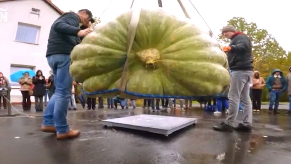 La calabaza más gigante de Polonia.