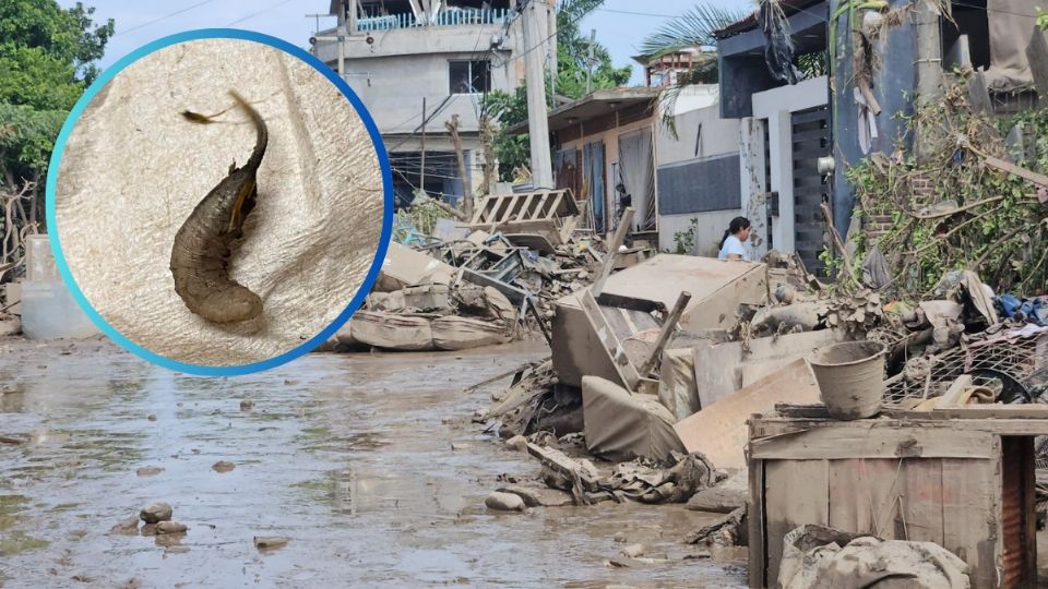 Poza Rica en alerta sanitaria
