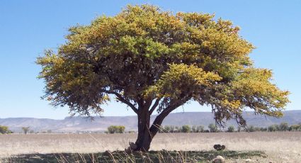 Así usaban el huizache los antiguos rancheros de México para tratarse diversas enfermedades