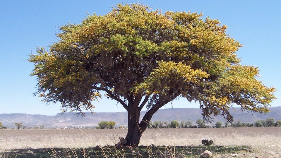 El prodigioso huizache.