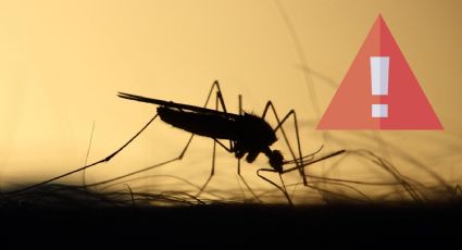 Encuentran nueva especie de mosquito en México; transmite hasta la fiebre amarilla