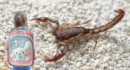 Muere niña de 5 años por picadura de alacrán; estaba jugando en el Jardín de Niños