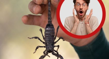 ¿Temporada de alacranes? Así puedes identificar a los venenosos de los que no lo son