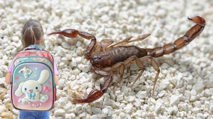 Muere niña de 5 años por picadura de alacrán; estaba jugando en el Jardín de Niños
