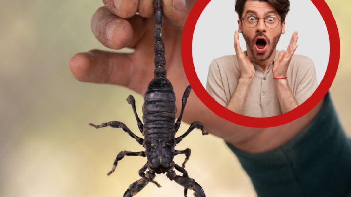 ¿Temporada de alacranes? Así puedes identificar a los venenosos de los que no lo son