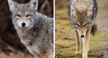 Manada de coyotes atacan a abuelito de 73 años; le muerden las piernas y está grave en el hospital