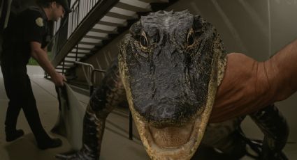 Caimán de casi dos metros asedia complejo de apartamentos; policía lo pesca de la cola | VIDEO