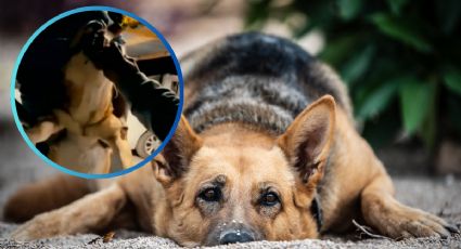 MOMENTO EXACTO en el que hombres obligan a un perro a beber whisky; activistas piden justicia