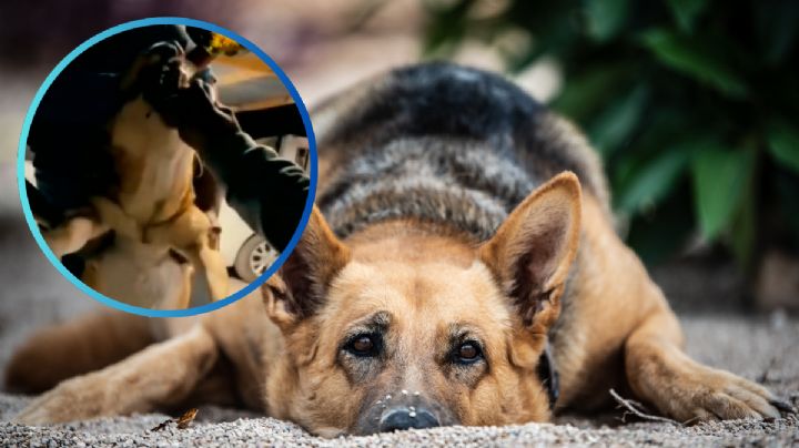 MOMENTO EXACTO en el que hombres obligan a un perro a beber whisky; activistas piden justicia