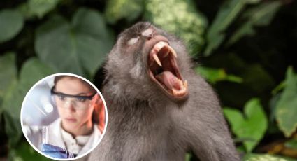 Buscan a mono agresivo contagiado con COVID y herpes; escapó de su jaula tras una volcadura