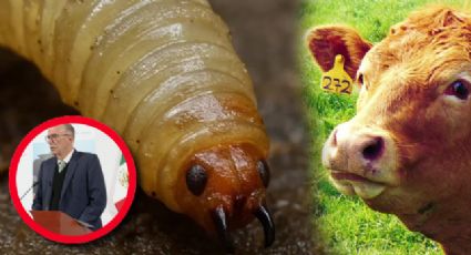 Gusano barrenador: sin fecha de reapertura para comercio de ganado entre México y EU