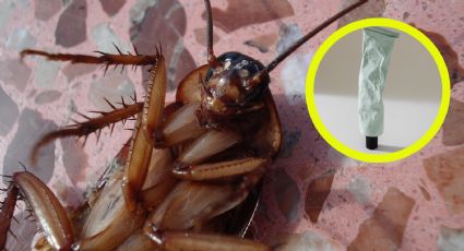 Temporada de cucarachas: el gel 'mágico' que las eliminará para siempre