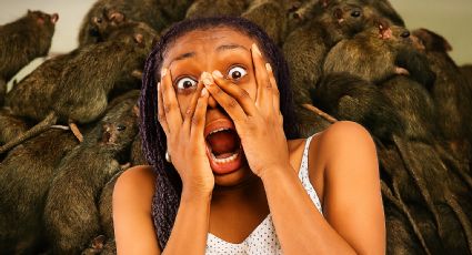 Esta es la ciudad de Estados Unidos que está infestada de ratas, según estudio