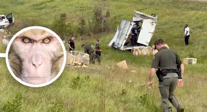 Policía mata a monos de laboratorio que escaparon tras volcadura; no portaban ningún virus