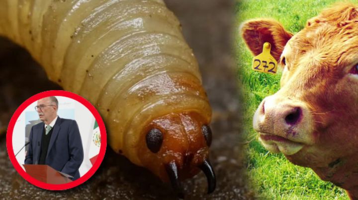 Gusano barrenador: sin fecha de reapertura para comercio de ganado entre México y EU