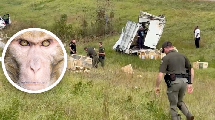 Policía mata a monos de laboratorio que escaparon tras volcadura; no portaban ningún virus