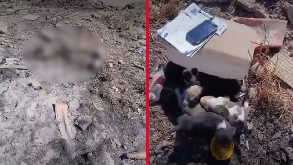 Aunque el maltrato animal está tipificado como delito en Coahuila, con penas que van de tres meses a cuatro años de prisión, los casos rara vez llegan a sancionarse