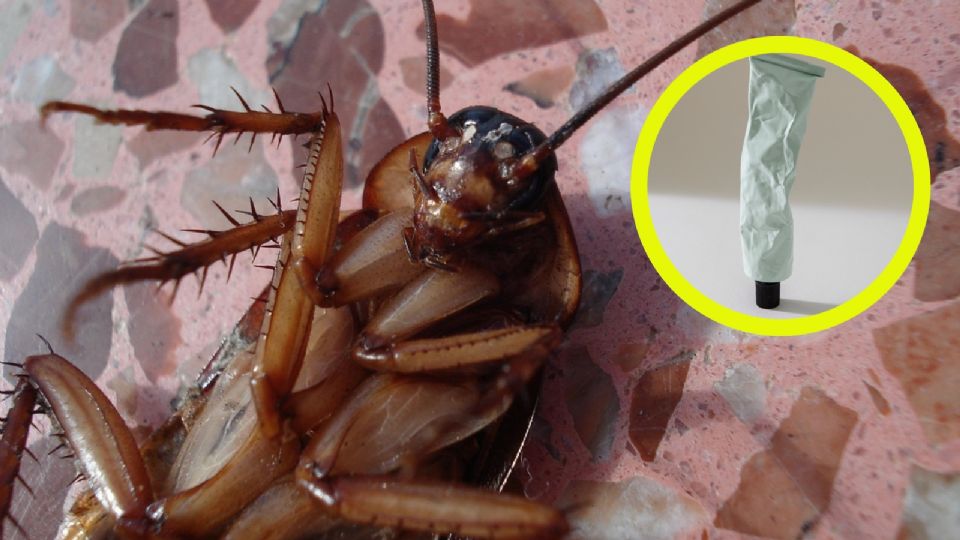 Dile adiós a las cucarachas con este 'mágico' gel