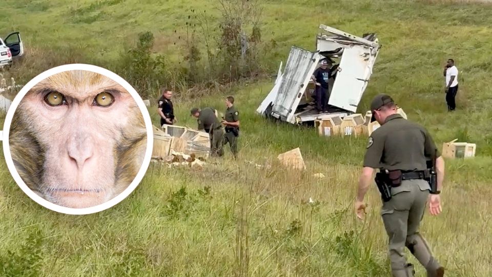 La fuga de los monos de laboratorio en Mississippi provocó pánico.