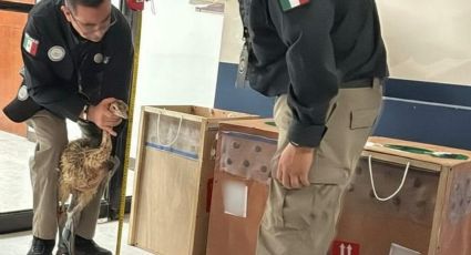Guardia Nacional asegura avestruces enviados por paquetería; investigan tráfico ilegal en Tamaulipas