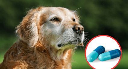 Fármaco innovador promete extender la vida de los perros: ¿realidad o fantasía?
