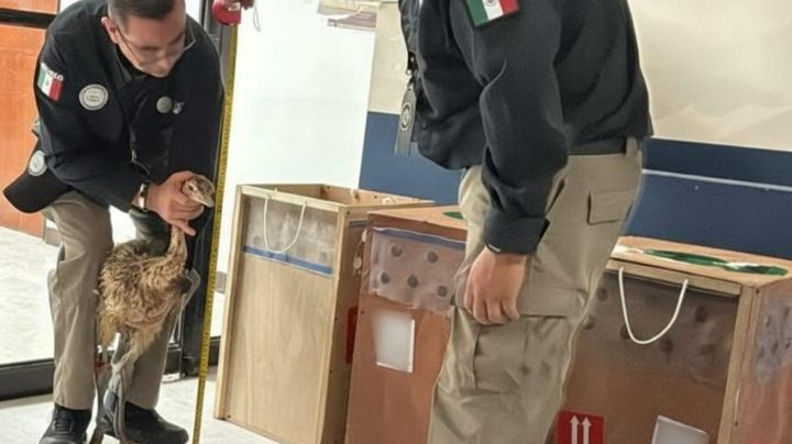 Guardia Nacional asegura avestruces enviados por paquetería; investigan tráfico ilegal en Tamaulipas