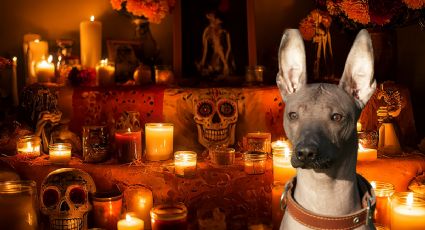 Xoloitzcuintle, el guardián del inframundo; el perro sagrado que acompaña las almas en el Día de Muertos