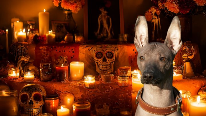 Xoloitzcuintle, el guardián del inframundo; el perro sagrado que acompaña las almas en el Día de Muertos