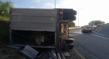 Tráiler vuelca aparatosamente con 66 vacas en NL; hay dos lesionados, pero las reses están ilesas