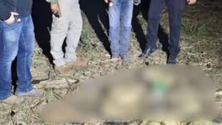 Escalofriante hallazgo de 41 caimanes muertos y sin cuero; estaban en estado de descomposición